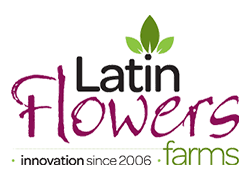 latin-flowers